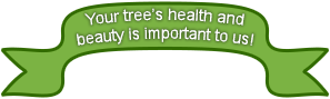 Your tree’s health and beauty is important to us!
